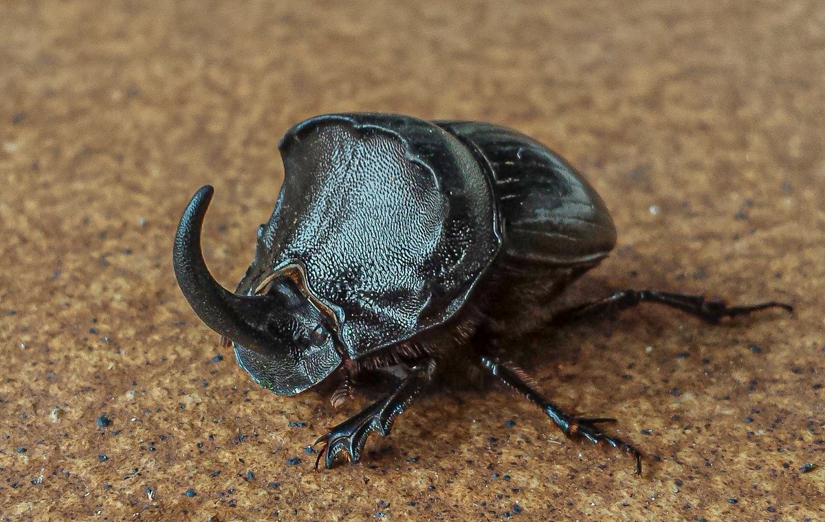 Eduhoz's tweet image. Vida mínima.

Cuidado: Contiene saltamontes y langostas, para quien tenga miedo.

#insectos #entomologia #macronature #naturephotography #bugs #insectphotography #entomology #biodiversidad #macrophotography