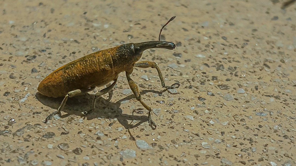 Eduhoz's tweet image. Vida mínima.

Cuidado: Contiene saltamontes y langostas, para quien tenga miedo.

#insectos #entomologia #macronature #naturephotography #bugs #insectphotography #entomology #biodiversidad #macrophotography