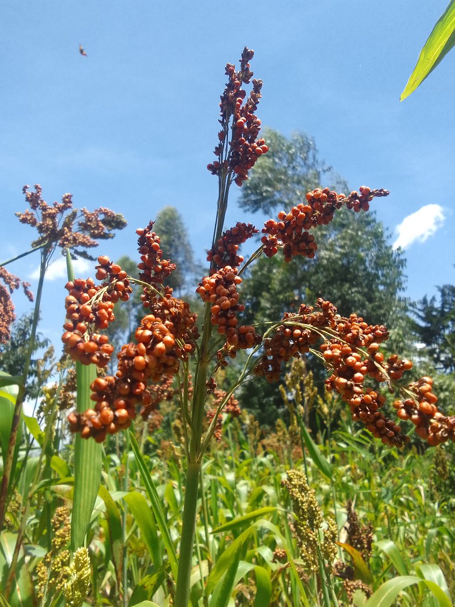 Son of a Farmer. tweet media