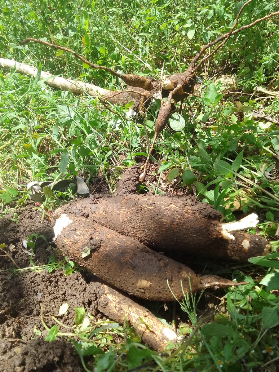 Son of a Farmer. tweet media