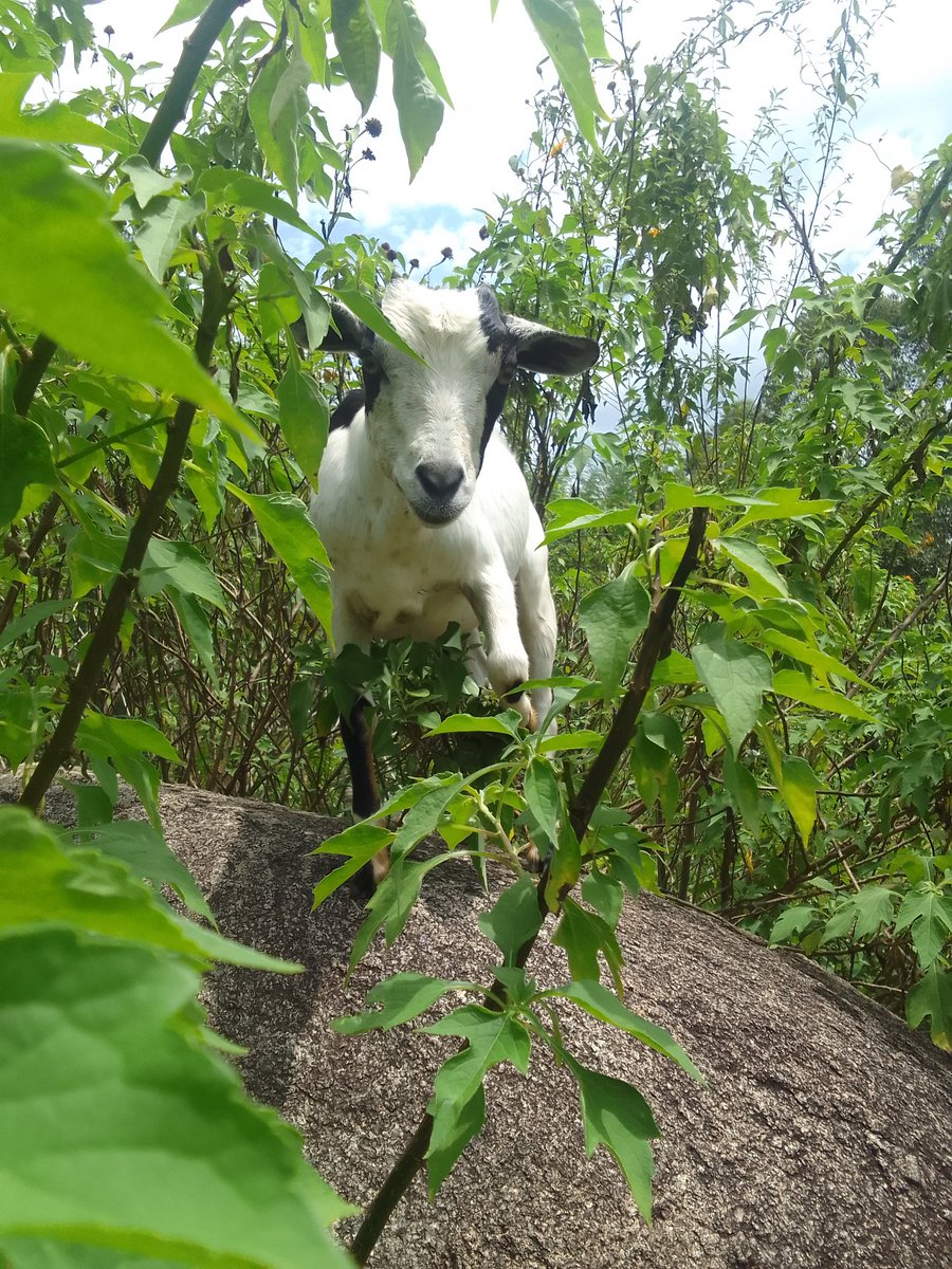 Son of a Farmer. tweet media