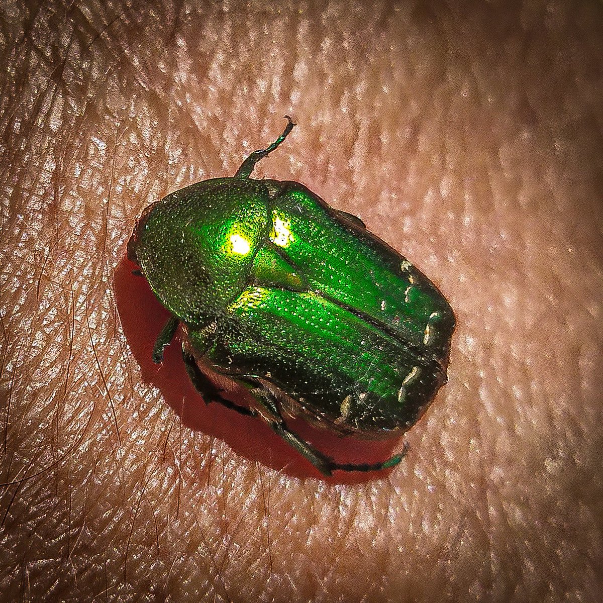 Eduhoz's tweet image. Vida mínima.

Cuidado: Contiene saltamontes y langostas, para quien tenga miedo.

#insectos #entomologia #macronature #naturephotography #bugs #insectphotography #entomology #biodiversidad #macrophotography
