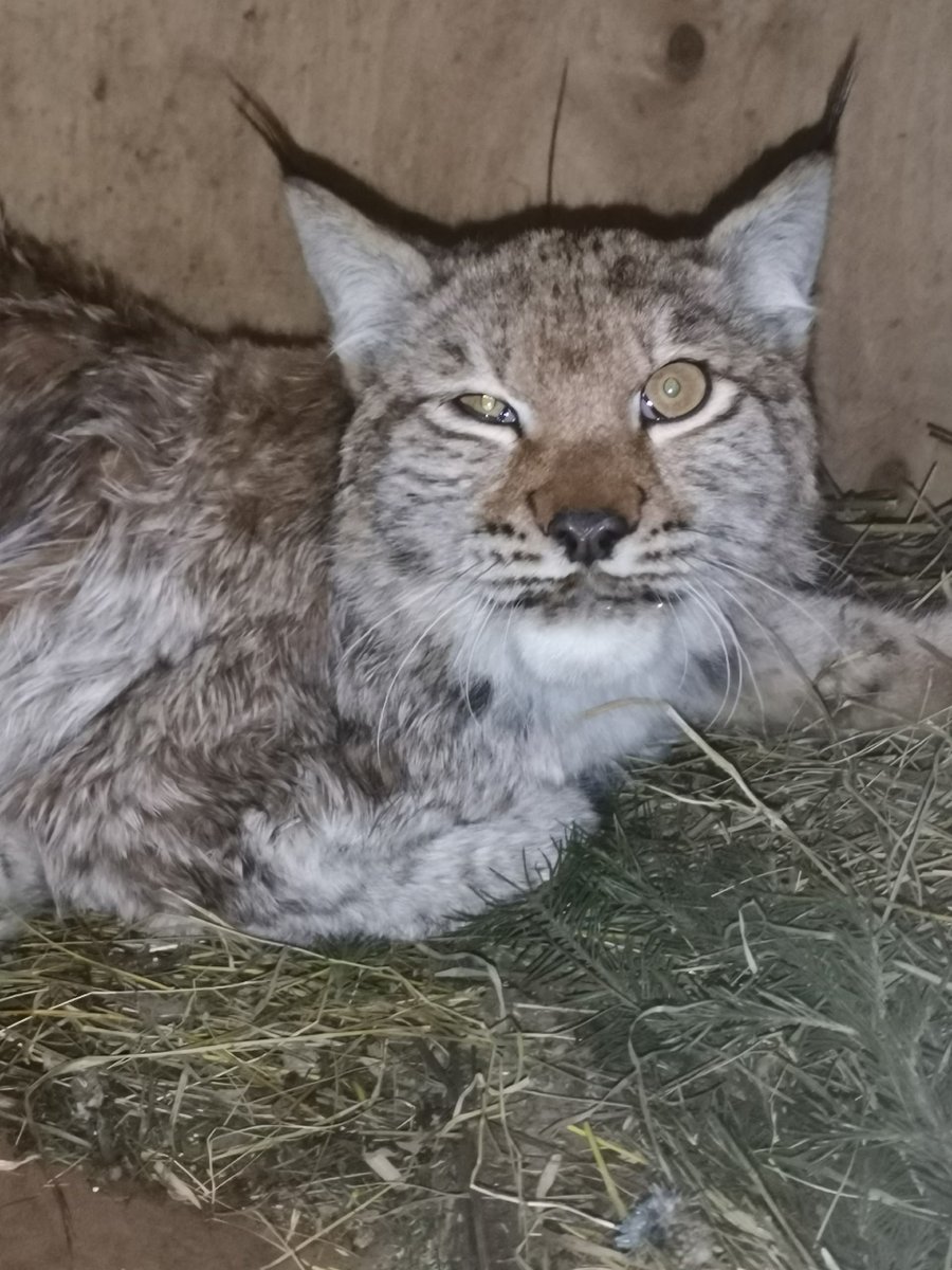 Кэналлийский Енот 🦝🍷🗡️ tweet media