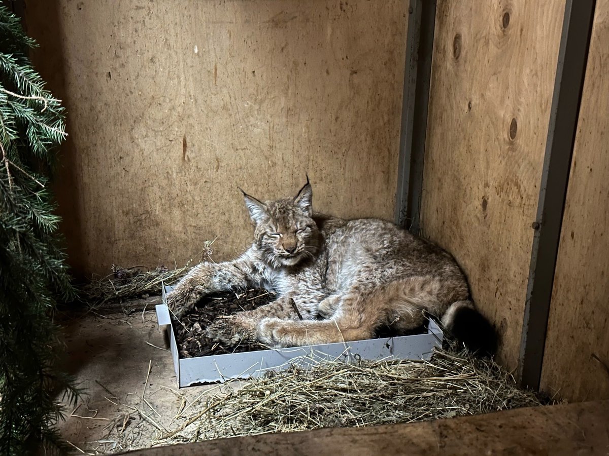 Кэналлийский Енот 🦝🍷🗡️ tweet media