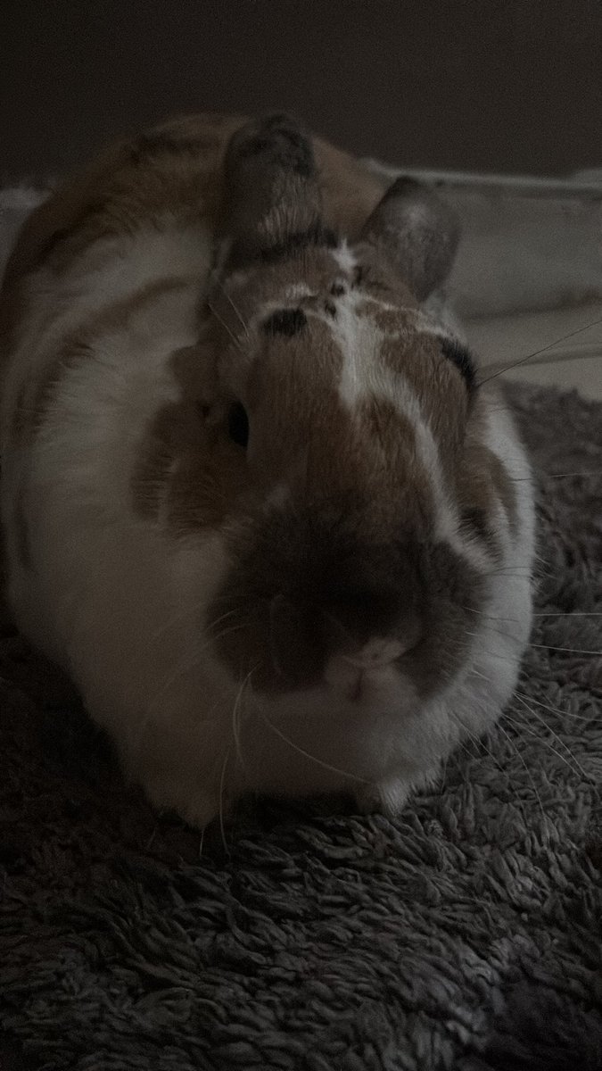 robyn 👱🏻♀️& paddy 🐰 tweet media