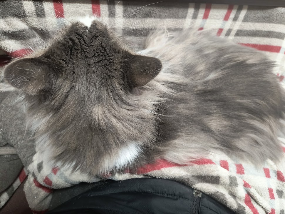 機械系のコーギー提督bot tweet media