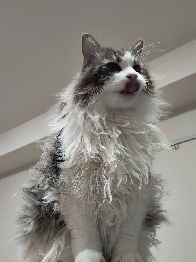 機械系のコーギー提督bot tweet media