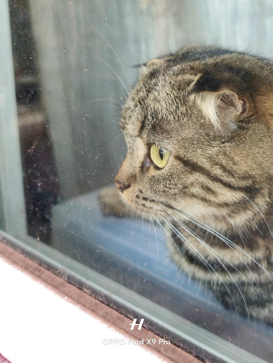 IamFox22 tweet media