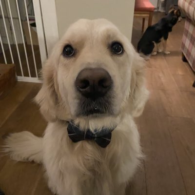 gus 🦮 tweet media