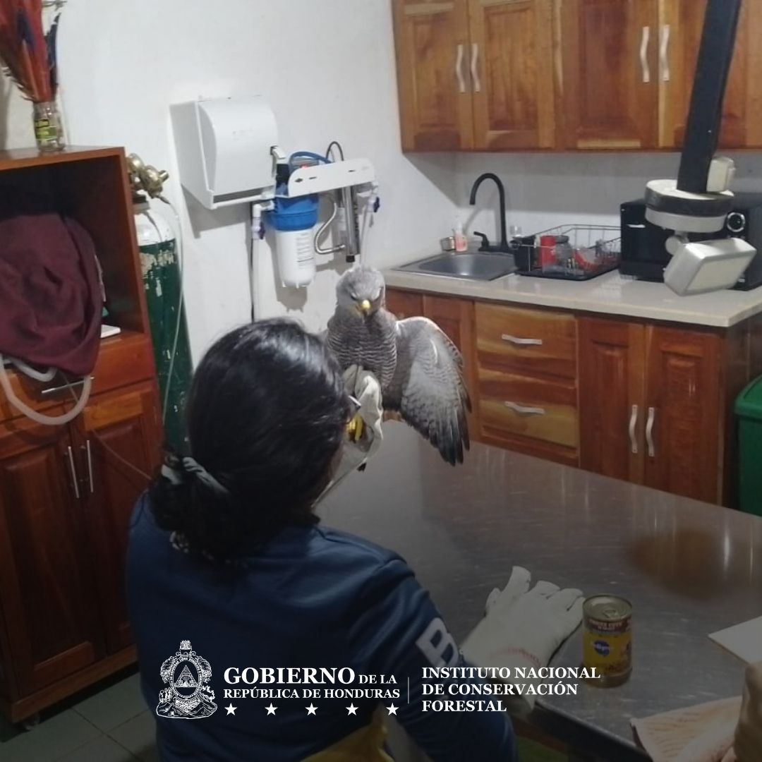 Instituto Nacional de Conservación Forestal tweet media