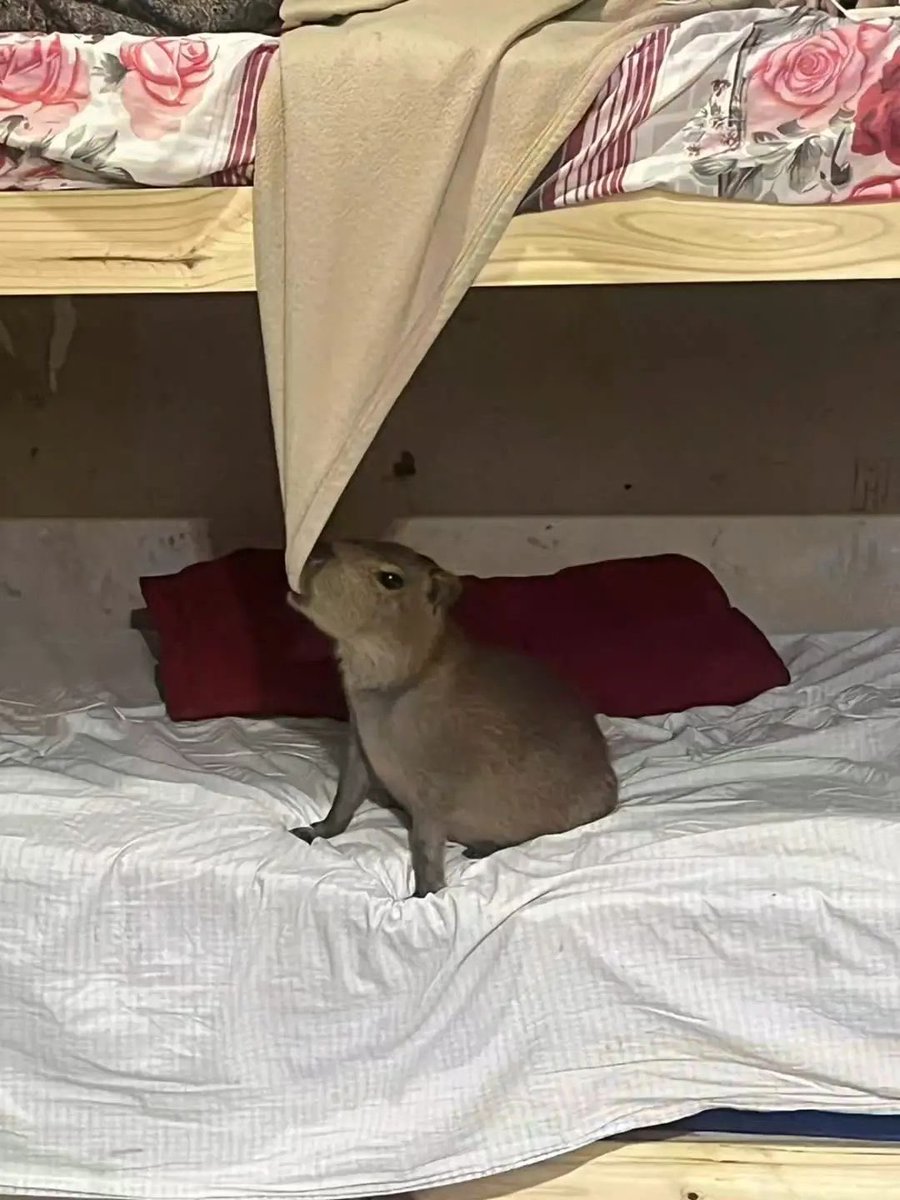 카피바라 아카이브 tweet media