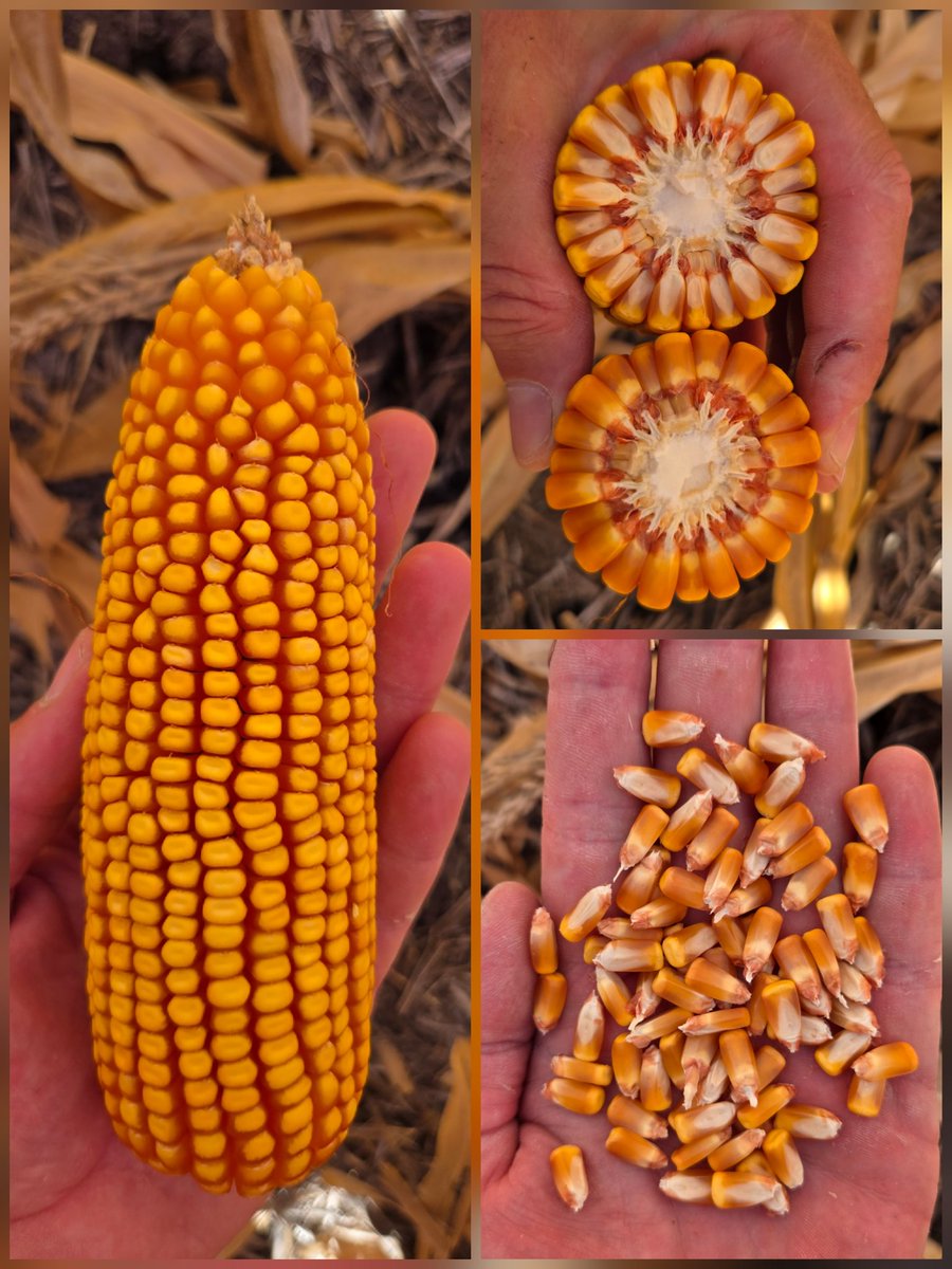 Renzo Basso 🌽🌾🌱🚜📸 tweet media