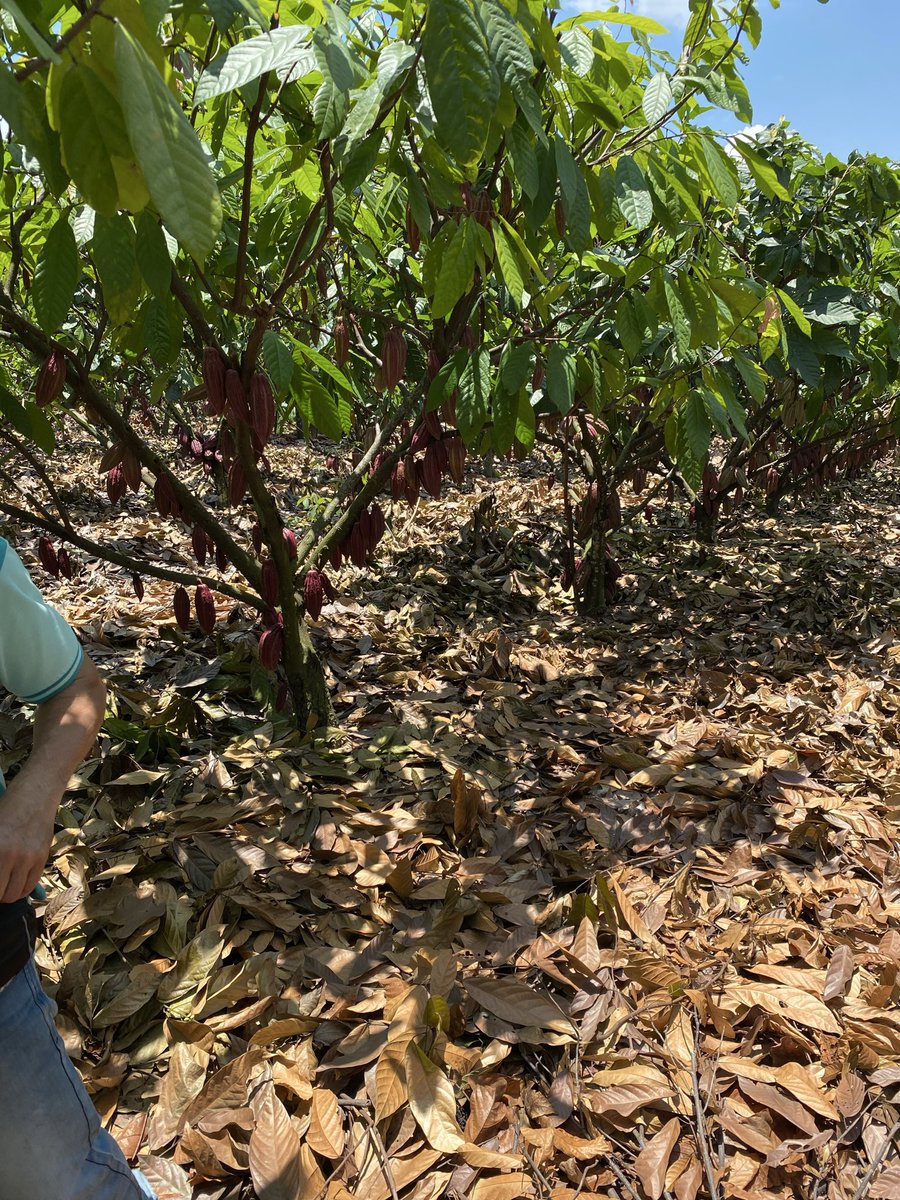 consejocacao's tweet photo. Finca San  Miguel Alicia Torres Campoalgre Huila. Maravilloso cultivo 5-6 años, tecnología, agronomía , control Monilia, riego, luz, poda, fertilización y acompañamiento @fedecacao, resultado: PRODUCTIVIDAD. Finca modelo y demostrativa,visita con 52 productores SI ES POSIBLE !! https://t.co/RCxdkJoRSz