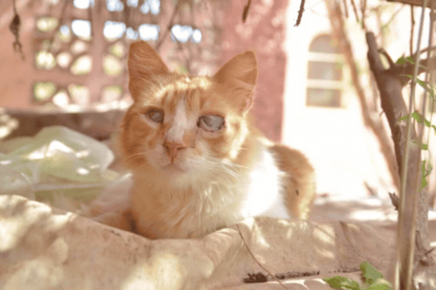 Cat_Kapow's tweet image. 🆘💔😿Give 300 vulnerable #cats hope. The rescued cats are all sick or injured. Shelter provide medical care &amp;amp; sterilizations. But they need support for an urgent food supply. I donated, can you #donate &amp;amp; #save a life. #kindness #AdoptDontBuy #help🐈🙏  ➡️animalwebaction.com/en/collectes/2…