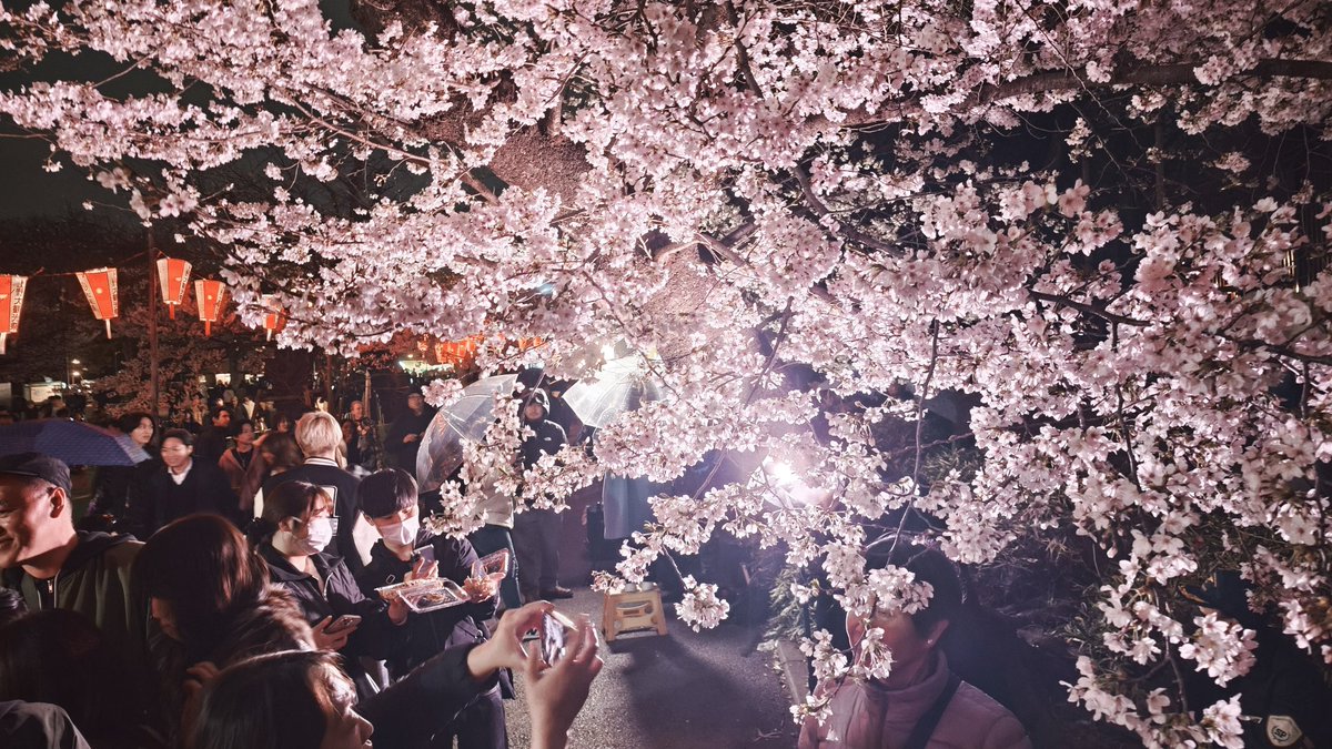 akusuke63's tweet photo. 小雨模様の上野公園 夜桜がキレイだった☔🌸 https://t.co/uhCpdG7GB4