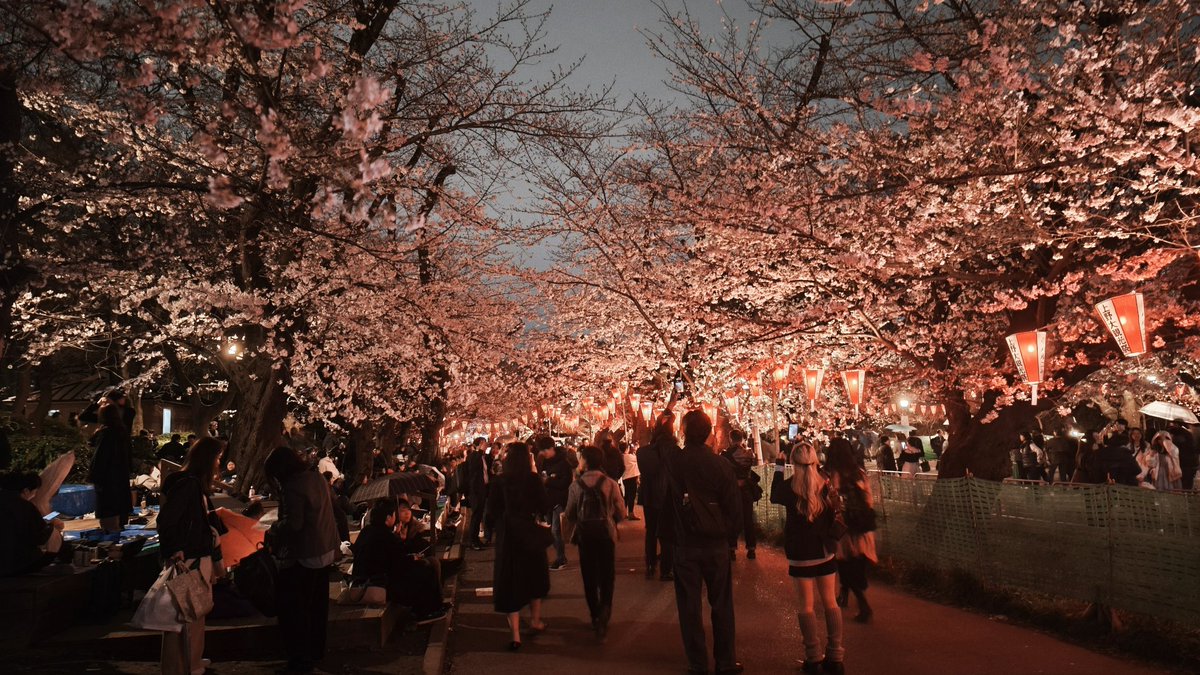 akusuke63's tweet photo. 小雨模様の上野公園 夜桜がキレイだった☔🌸 https://t.co/uhCpdG7GB4