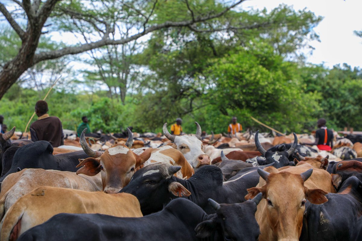 FAO in Uganda tweet media