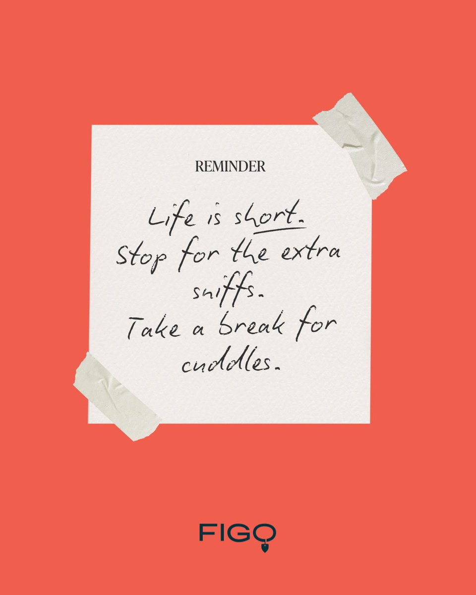 Figo Pet Insurance tweet media