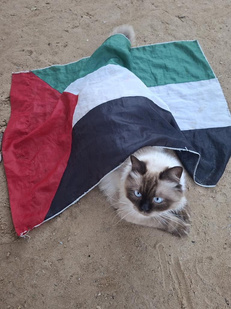 Mustafa𓂆 tweet media