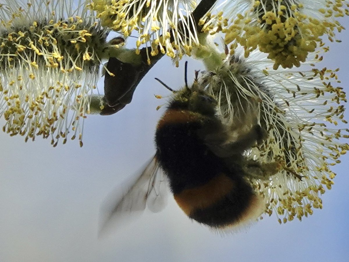 loosemum's tweet image. This Willow was absolutely humming with bees on Saturday at Stanford reservoir but most of them were too high to see #bees  @BumblebeeTrust