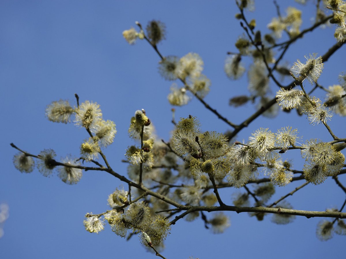 loosemum's tweet image. This Willow was absolutely humming with bees on Saturday at Stanford reservoir but most of them were too high to see #bees  @BumblebeeTrust