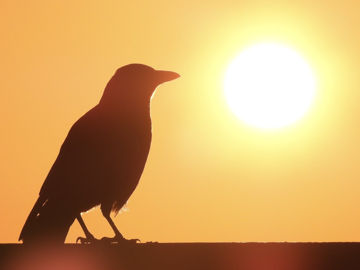 Palumbus_Pics's tweet image. Crows and the sun #crow #birds #naturephotography