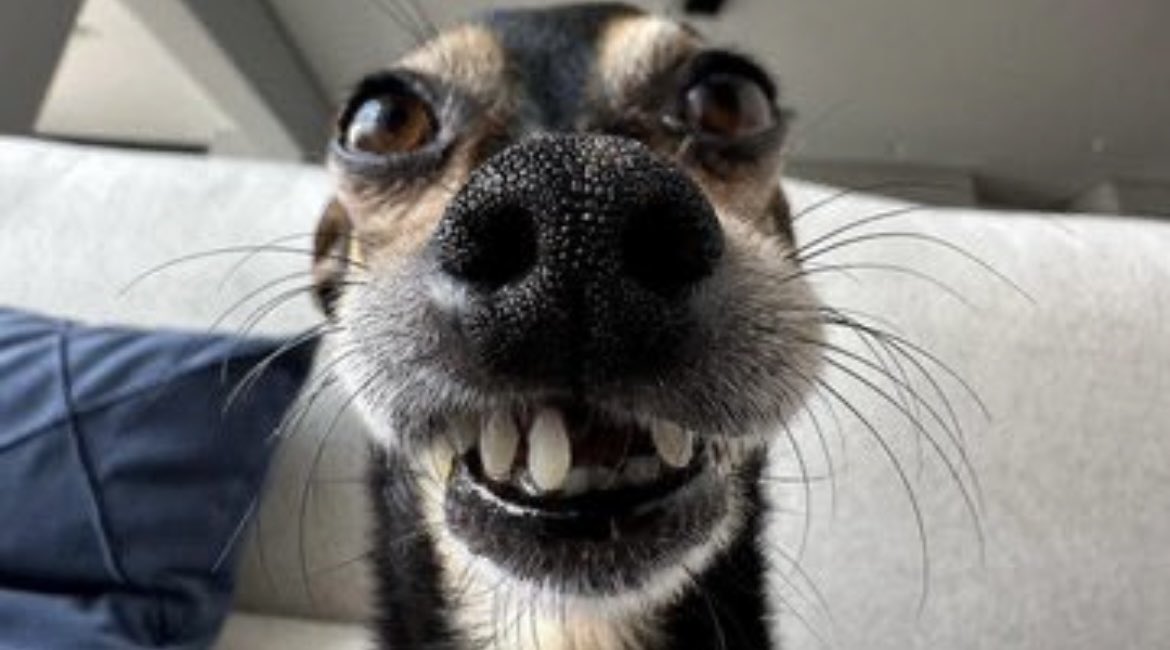 許綉麗 tweet media