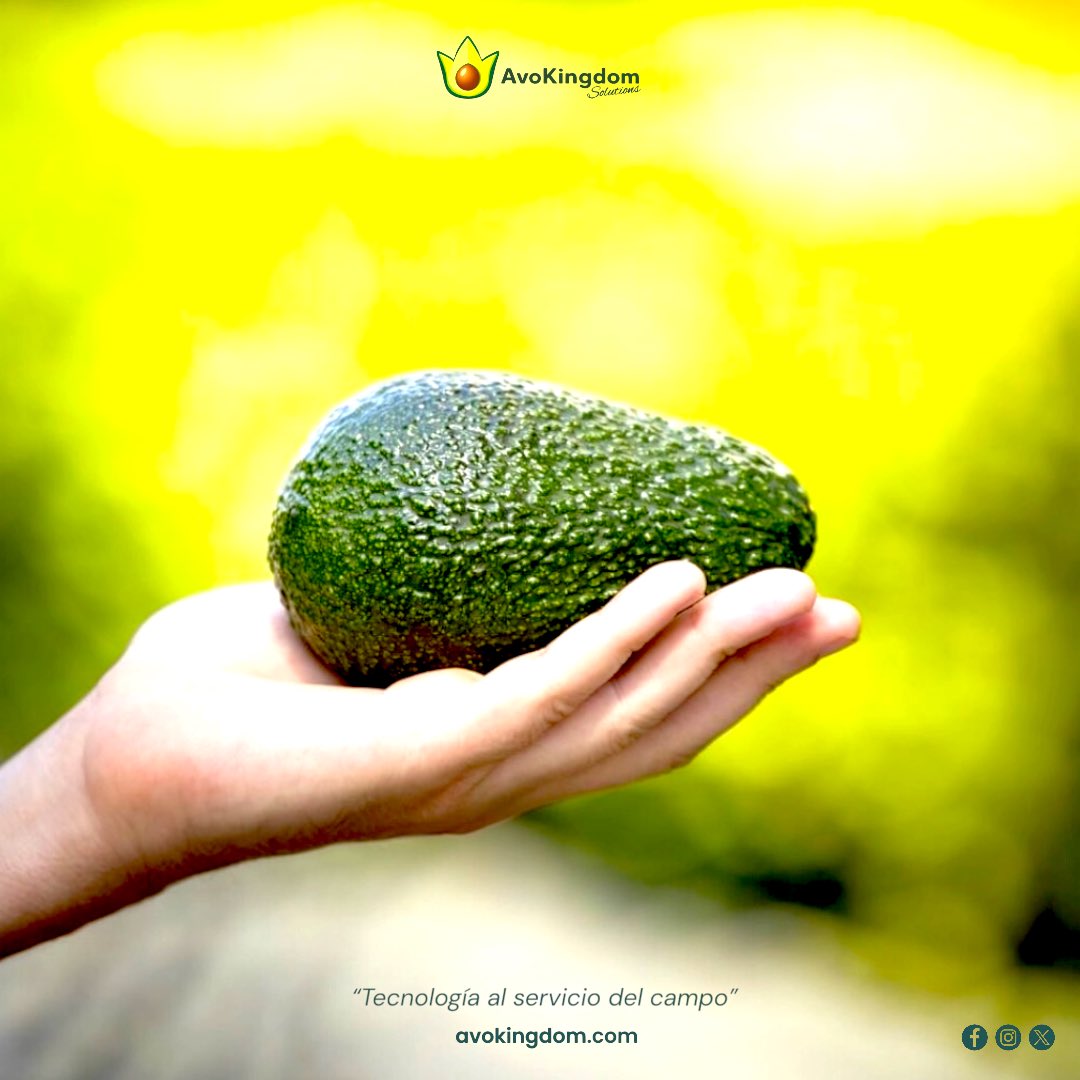 Avokingdom_S's tweet image. El futuro del aguacate es digital. 🥑🌎

Más control, más claridad, mejores decisiones.

#AvoLovers #KeepItSimple #AgTech #Tecnología #StartUp #AI #Avocado #Aguacate #GreenRevolution #GreenTech #GreenLove #Innovación #FuturoVerde #Mexico #USA #Marzo #Hoy #Noticias #Avokingdom 🥑