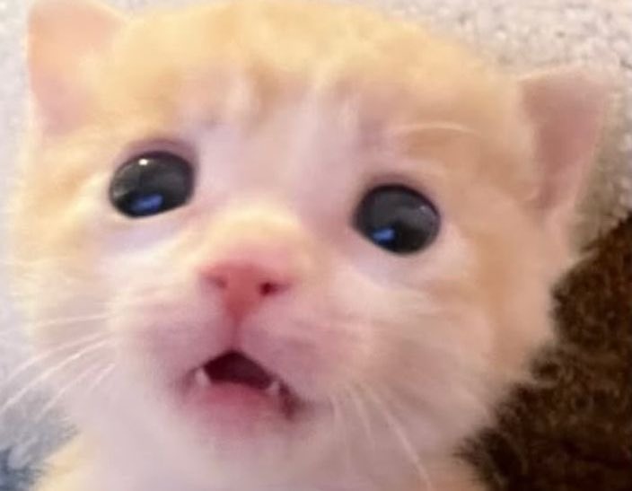 ꒰ა🐰ྀི໒꒱ tweet media