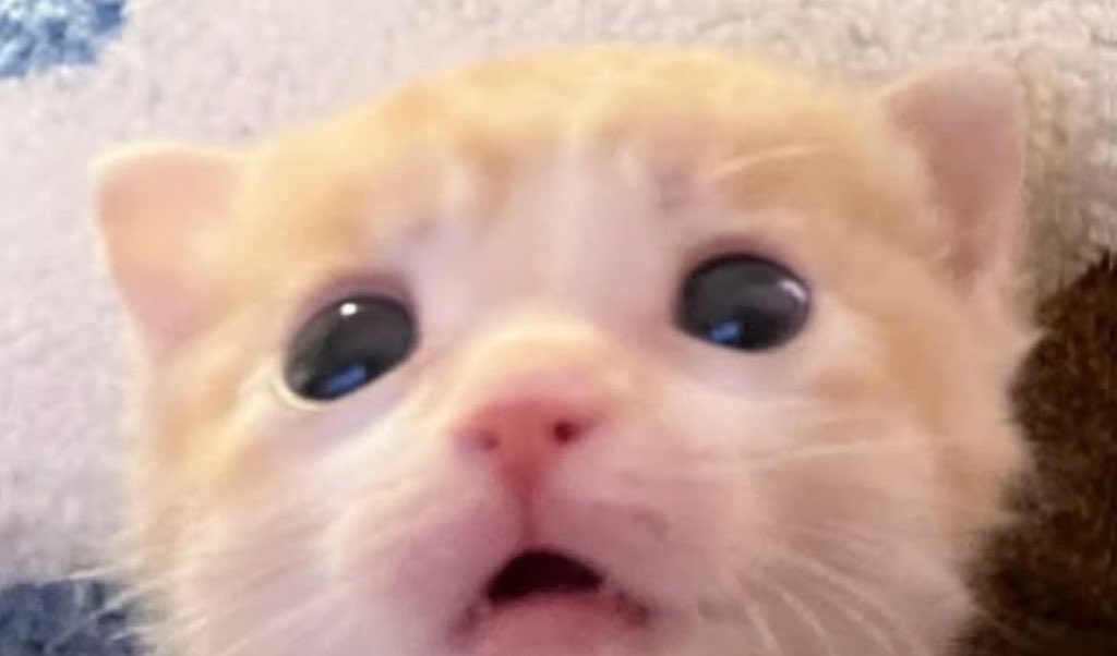 ꒰ა🐰ྀི໒꒱ tweet media