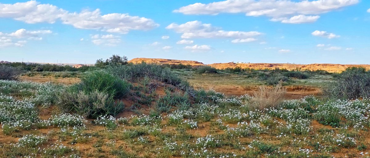 سهيل tweet media