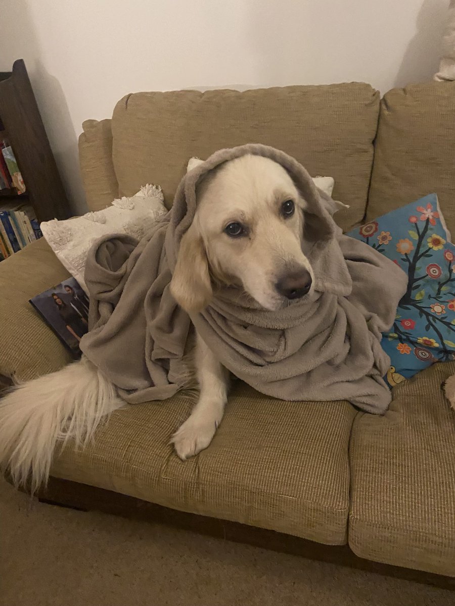 gus 🦮 tweet media