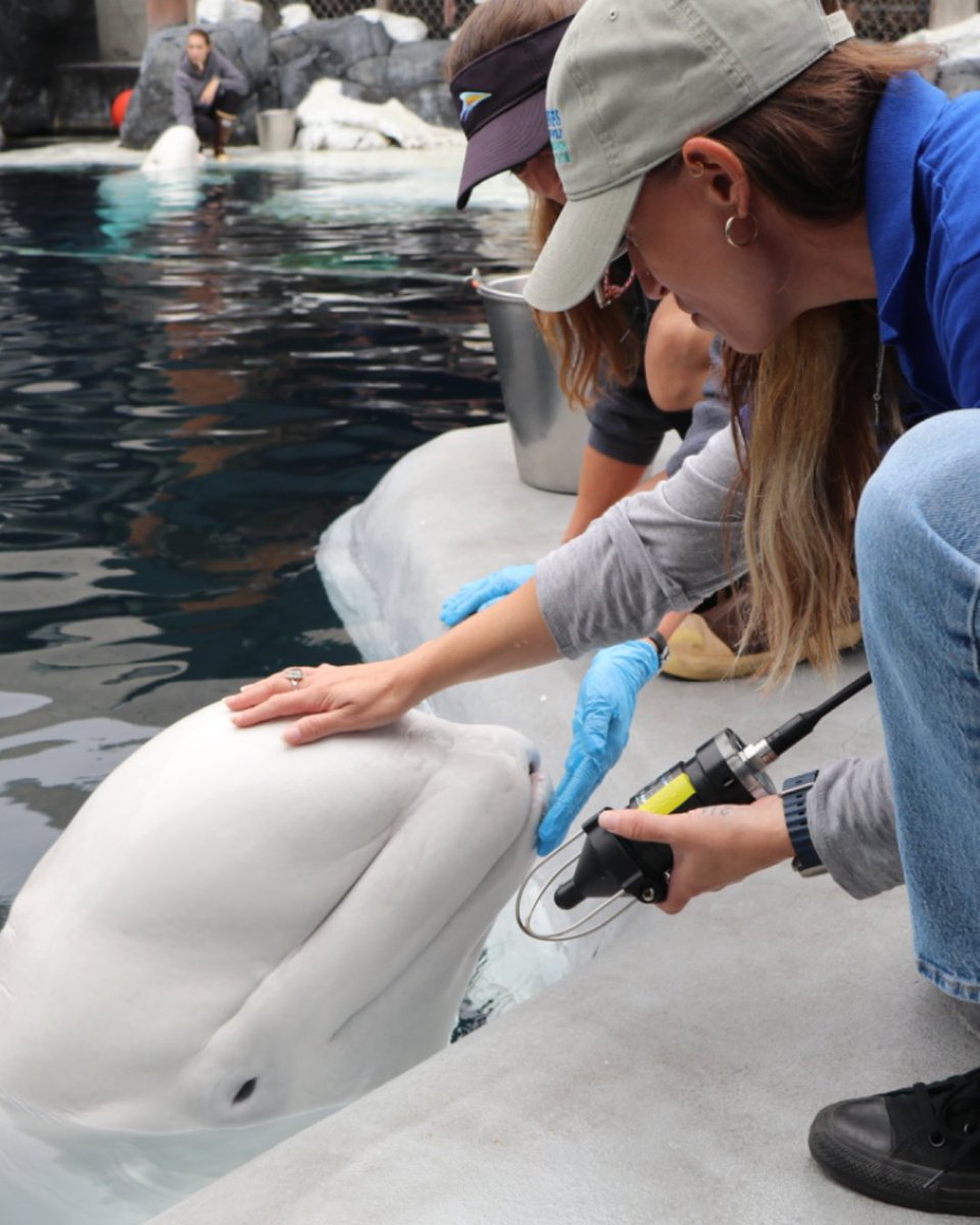 Hubbs-SeaWorld Research Institute tweet media