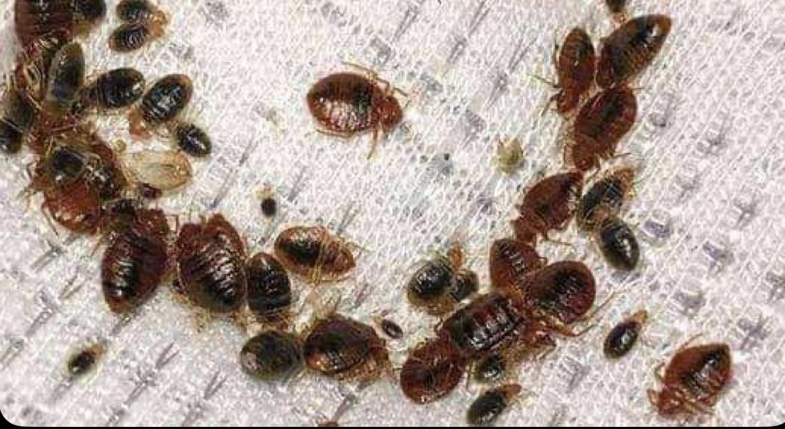 Your wife💕 tweet media