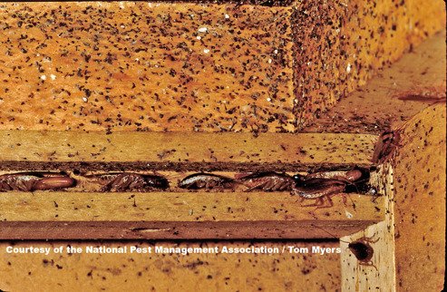 Your wife💕 tweet media