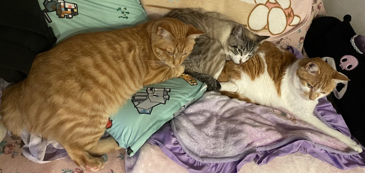 やよいついっち🌈 tweet media