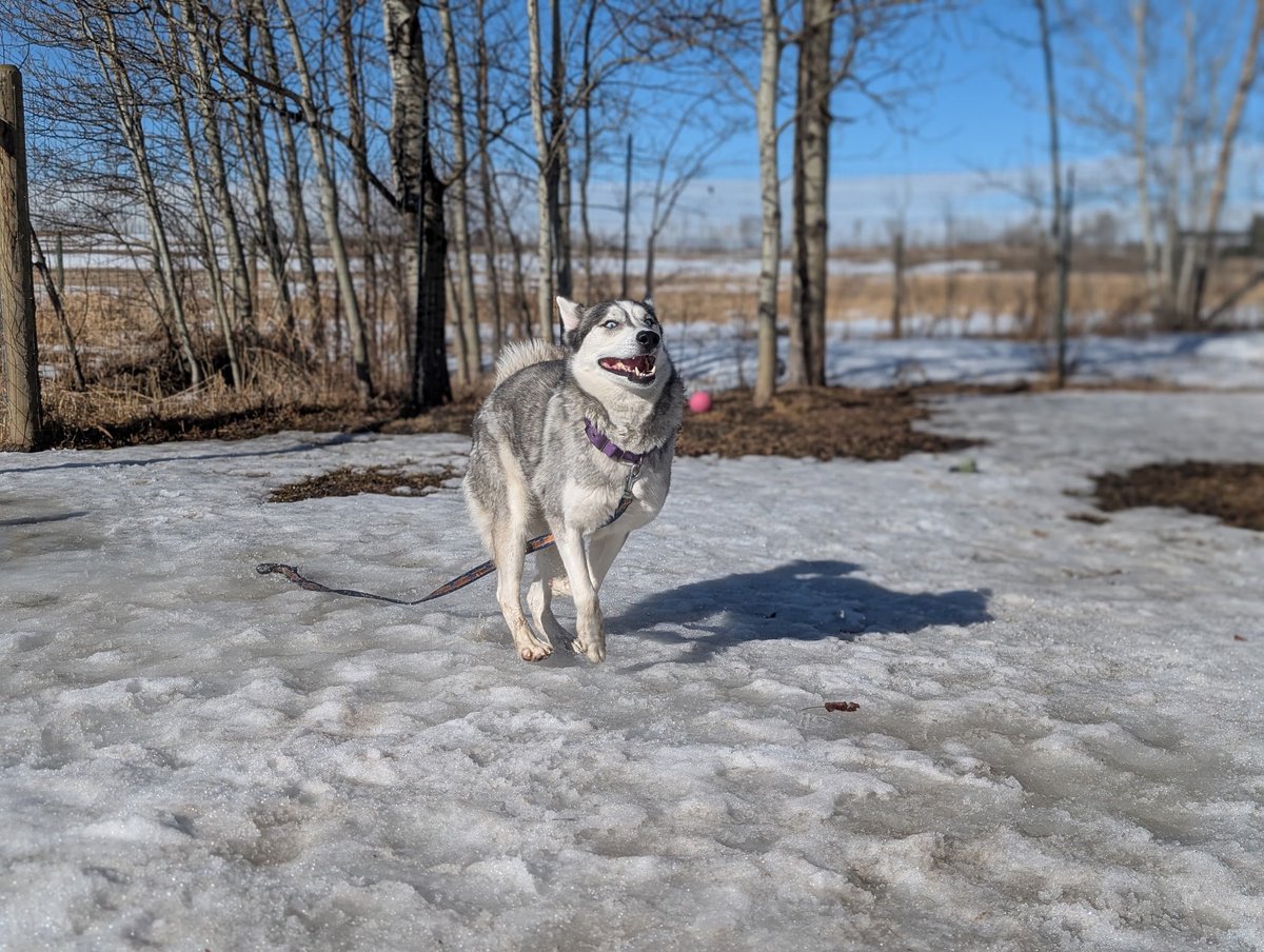 Second Chance Animal Rescue Society (SCARS) tweet media