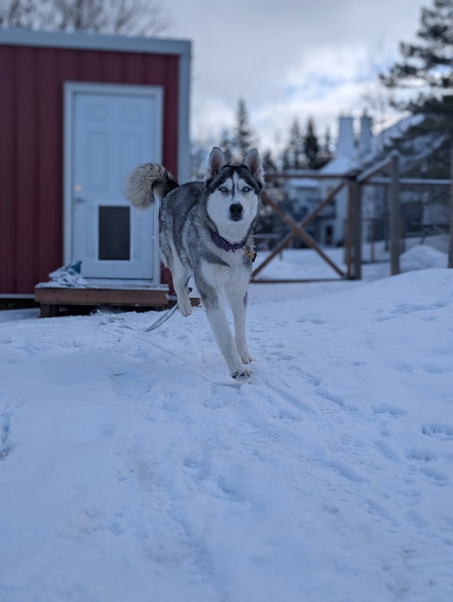 Second Chance Animal Rescue Society (SCARS) tweet media