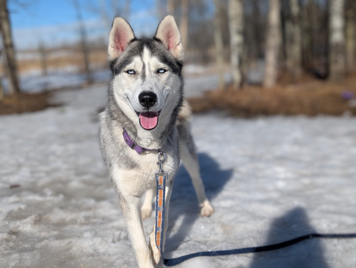 Second Chance Animal Rescue Society (SCARS) tweet media