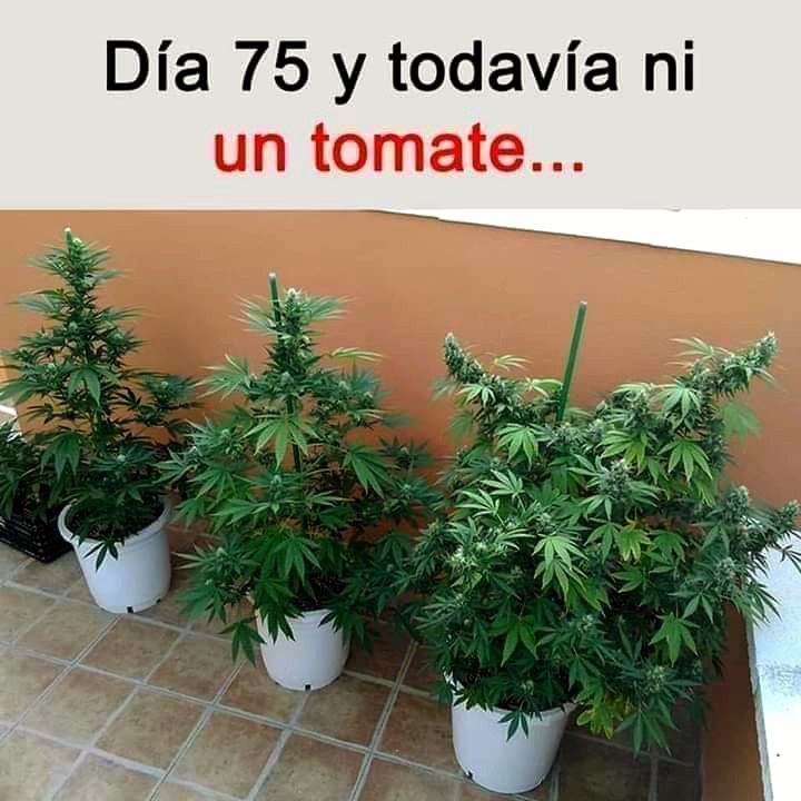 Miren Gurutxe 🌹🌹🌹🇵🇸 tweet media