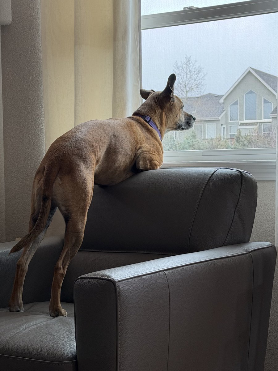 Sydney 🐕 & Luka ⛑ tweet media