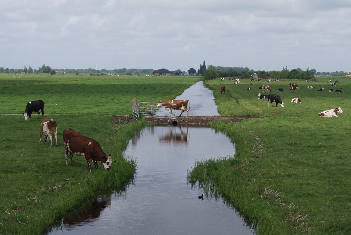 Geesje Rotgers tweet media