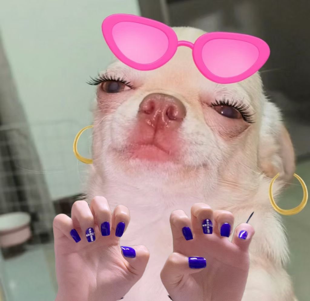 洋芋蛋 tweet media