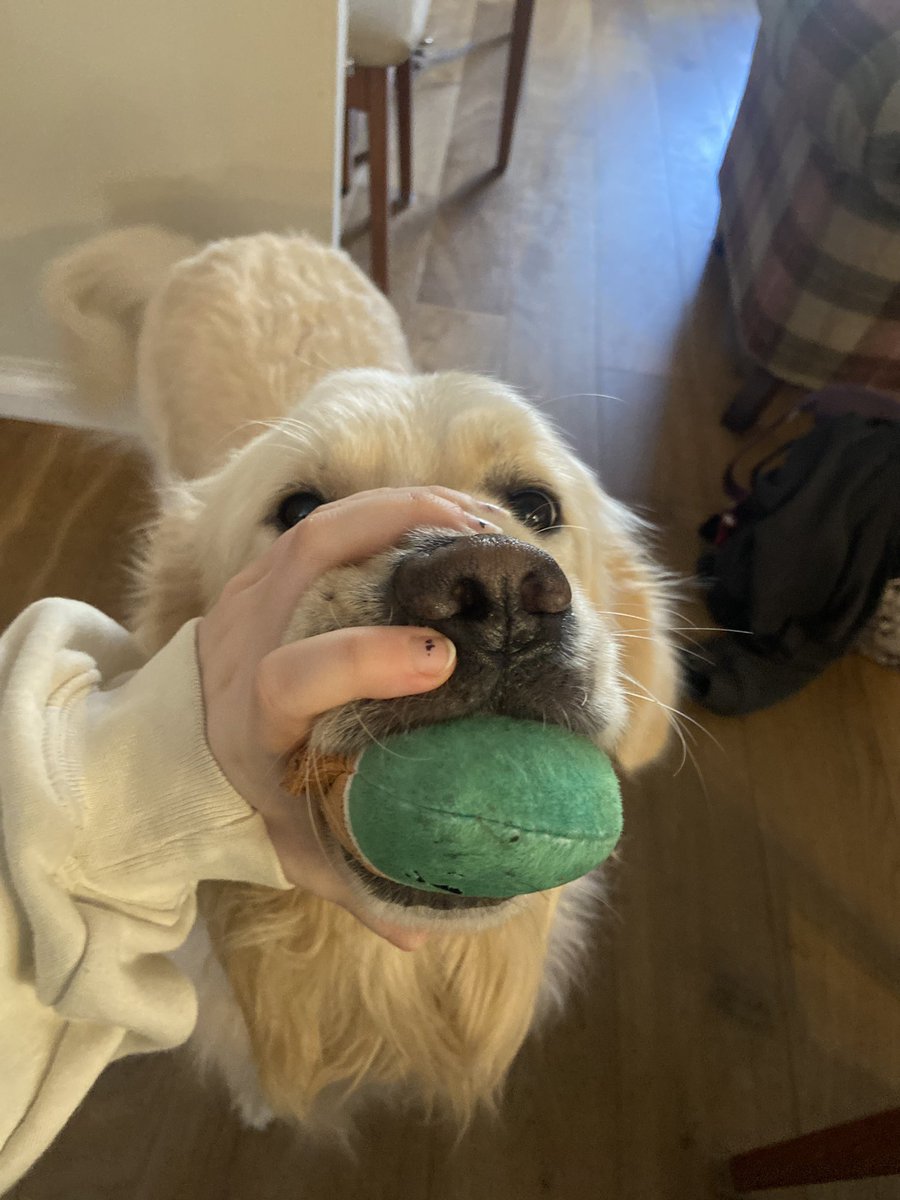 gus 🦮 tweet media