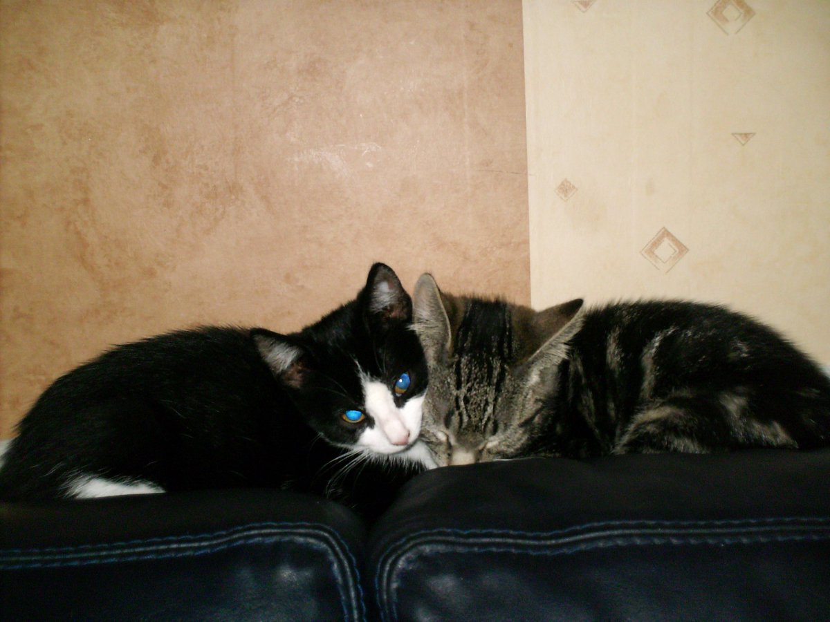 🇪🇺 🇺🇦 Borg Fella 🇺🇦 🇪🇺 tweet media