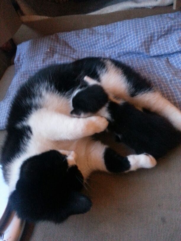 🇪🇺 🇺🇦 Borg Fella 🇺🇦 🇪🇺 tweet media