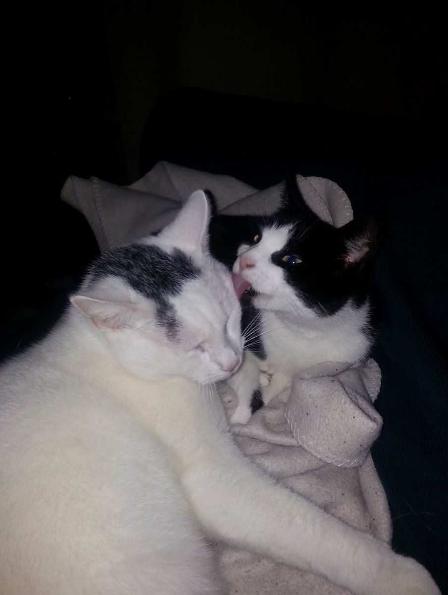 🇪🇺 🇺🇦 Borg Fella 🇺🇦 🇪🇺 tweet media