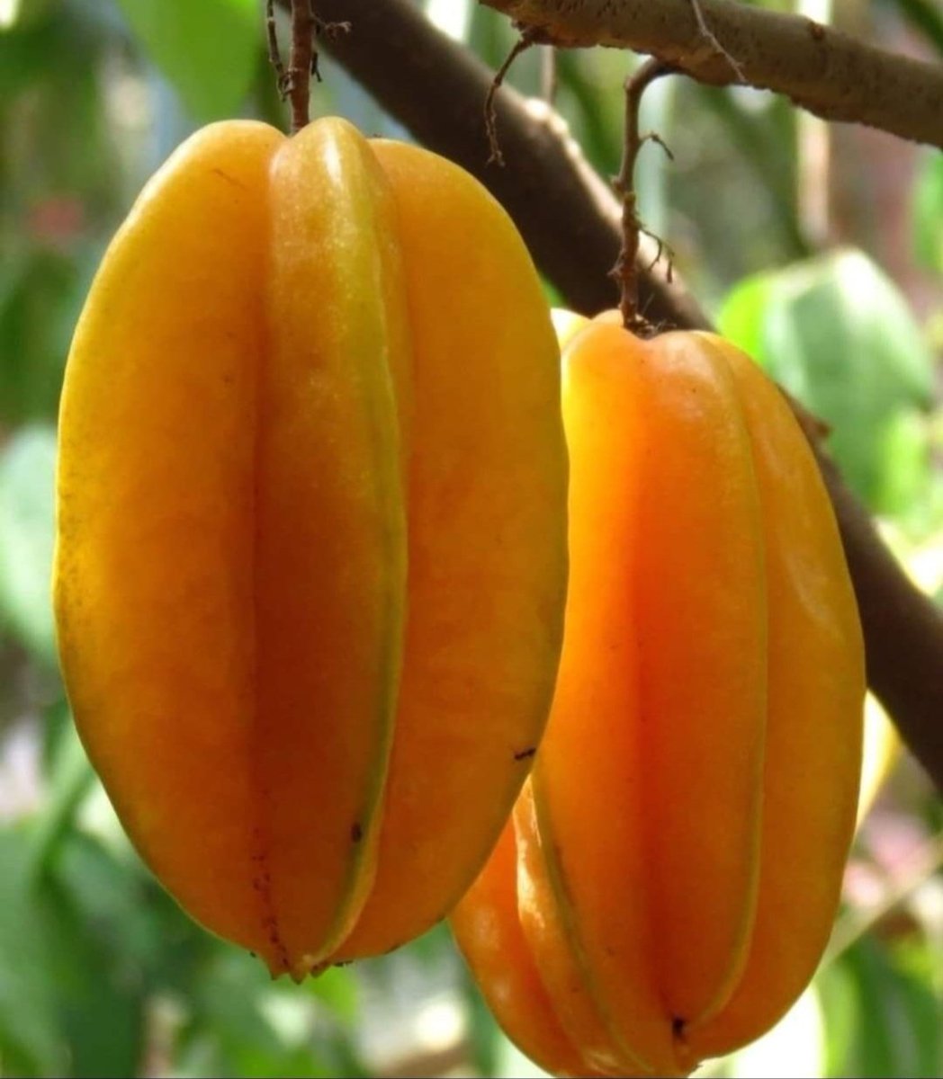 soares ᶜᵉᶜ tweet media