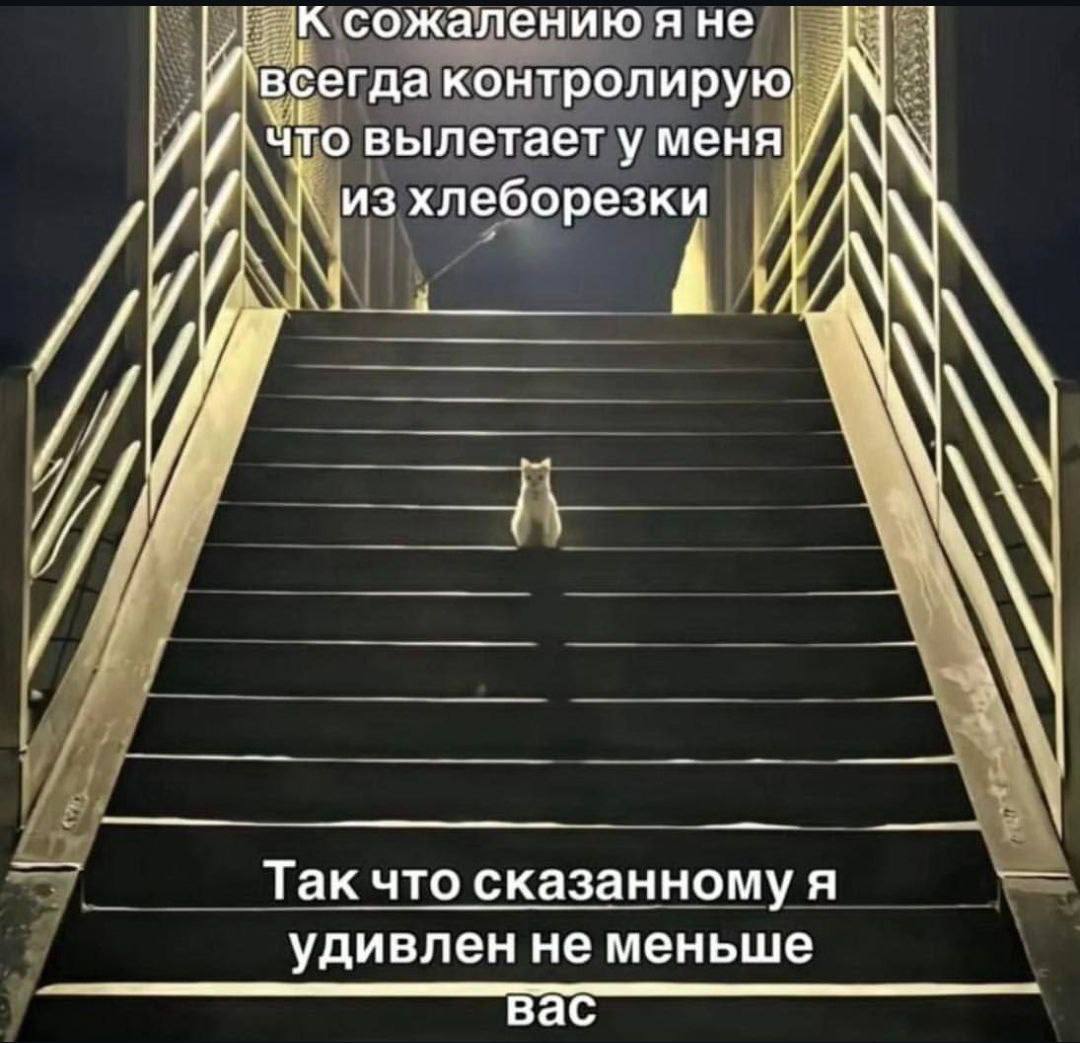 cats, i love cats tweet media