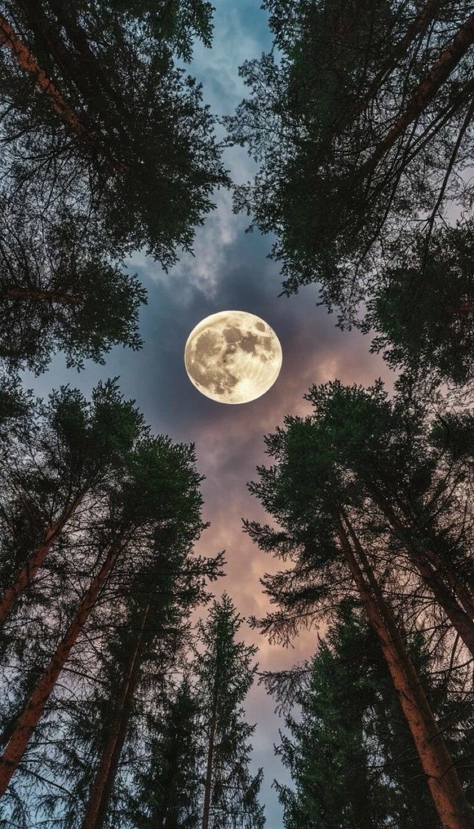 MOON LOVER tweet media